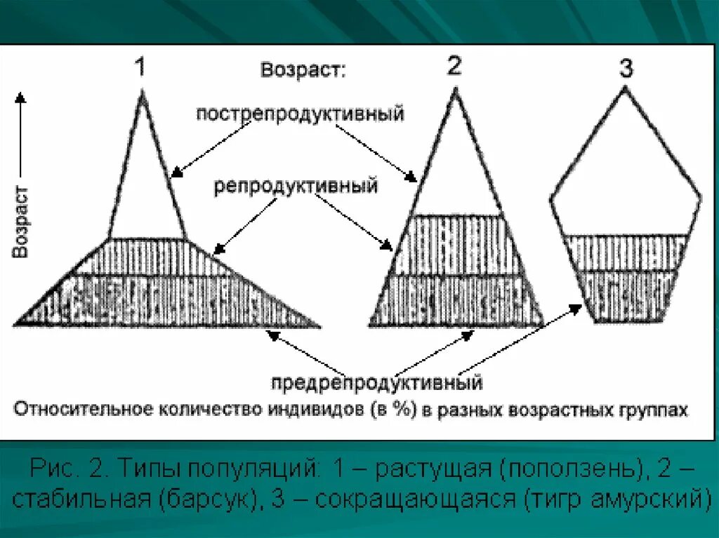 Что такое возрастная структура популяции. Возрастная пирамида растущей популяции. растущие возрастные структуры популяций. типы половозрастной структуры популяции. возрастная структура популяции схема.