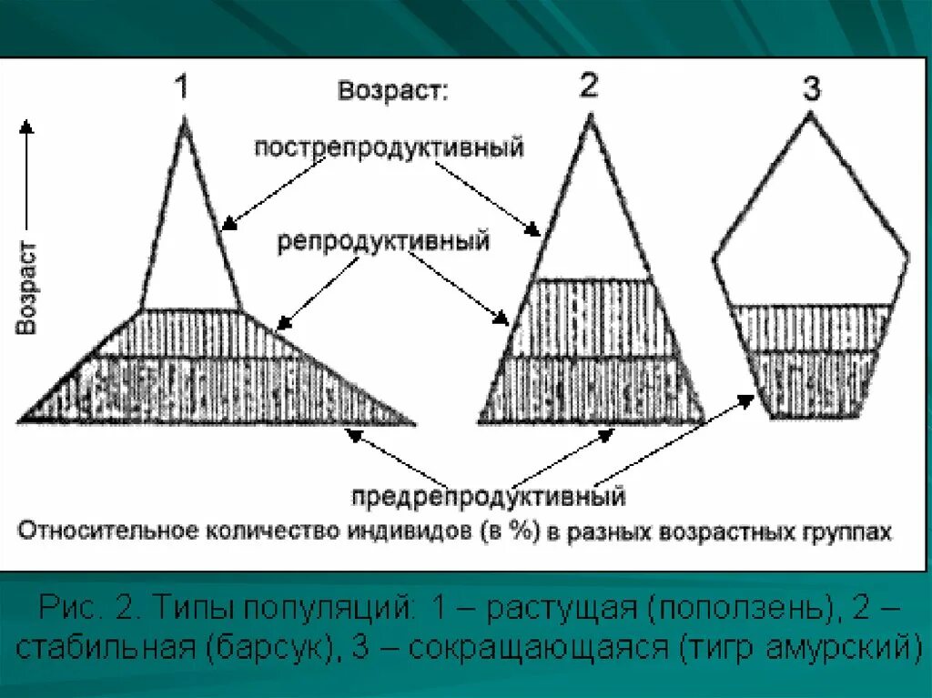 Возрастная пирамида популяции. Возрастная структура популяции структура. Возрастная пирамида растущей популяции. Типы половозрастной структуры популяции.