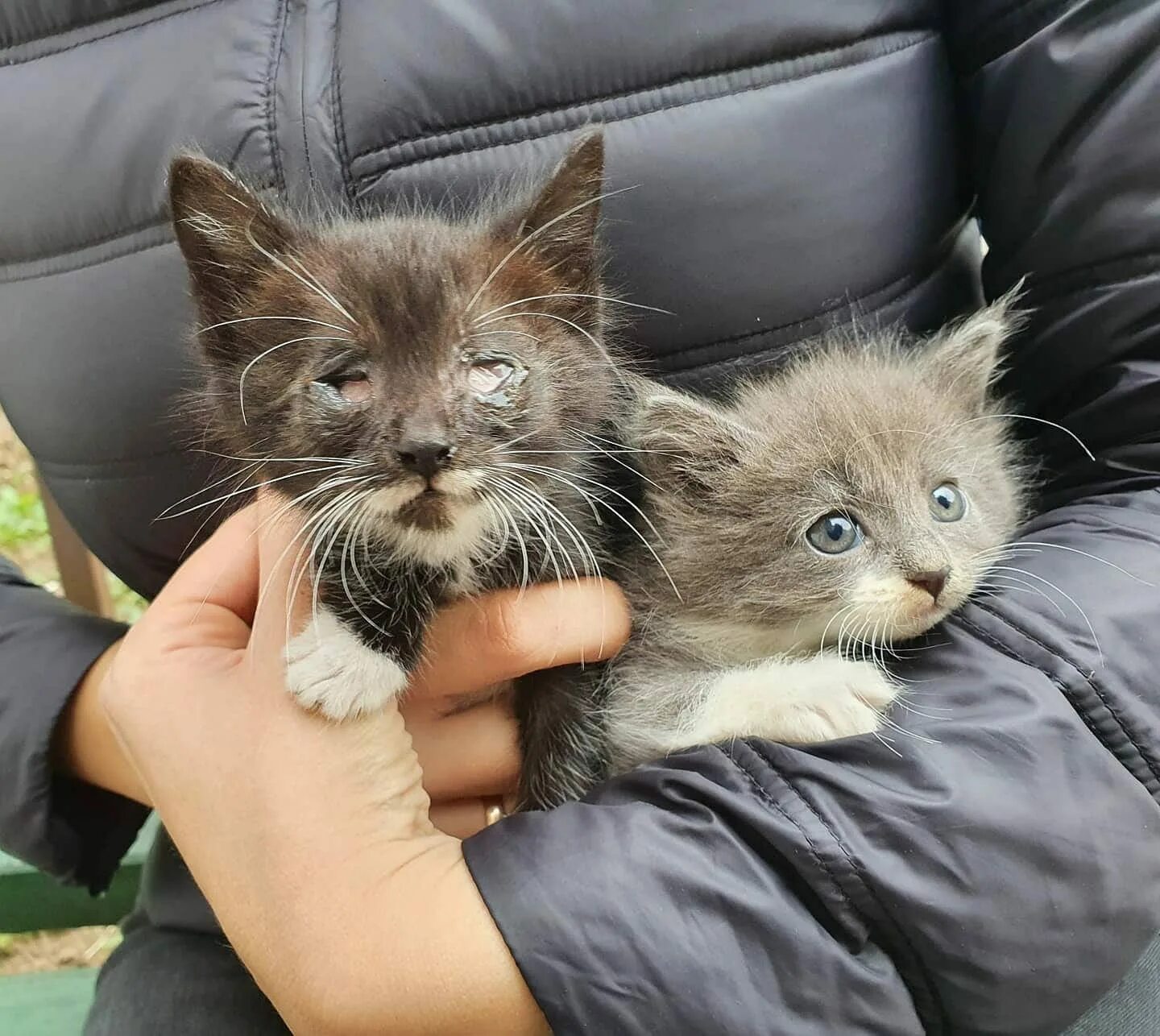 Подобрали котенка с улицы. Котенок на улице. Подобрать котика на улице. Кот Мартик.