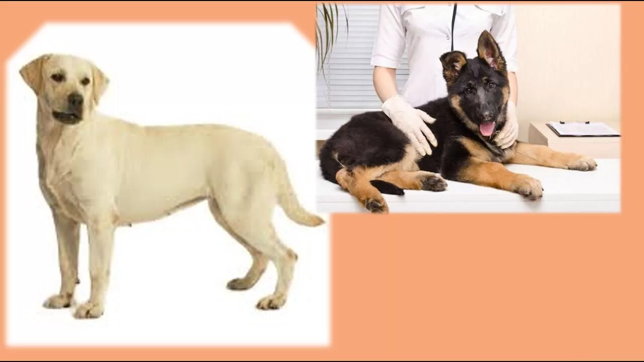 Пожилая собака суставы. Petsafe для пожилых собак шлейка. Заболевание суставов у собак. Эксель 8в1 витамины для собак мультивитамсеньор. Пожилая собака суставы.