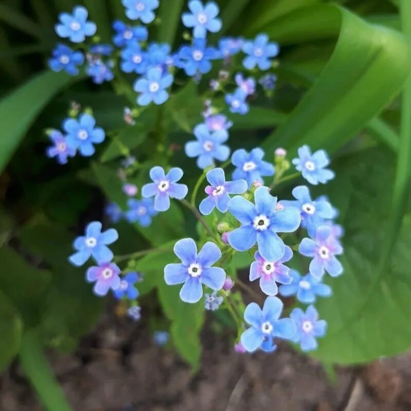 Незабудка минусовка. Незабудка Лесная Myosotis sylvatica. Незабудка стелющаяся. Незабудка Дубравная. Незабудка широколистная.