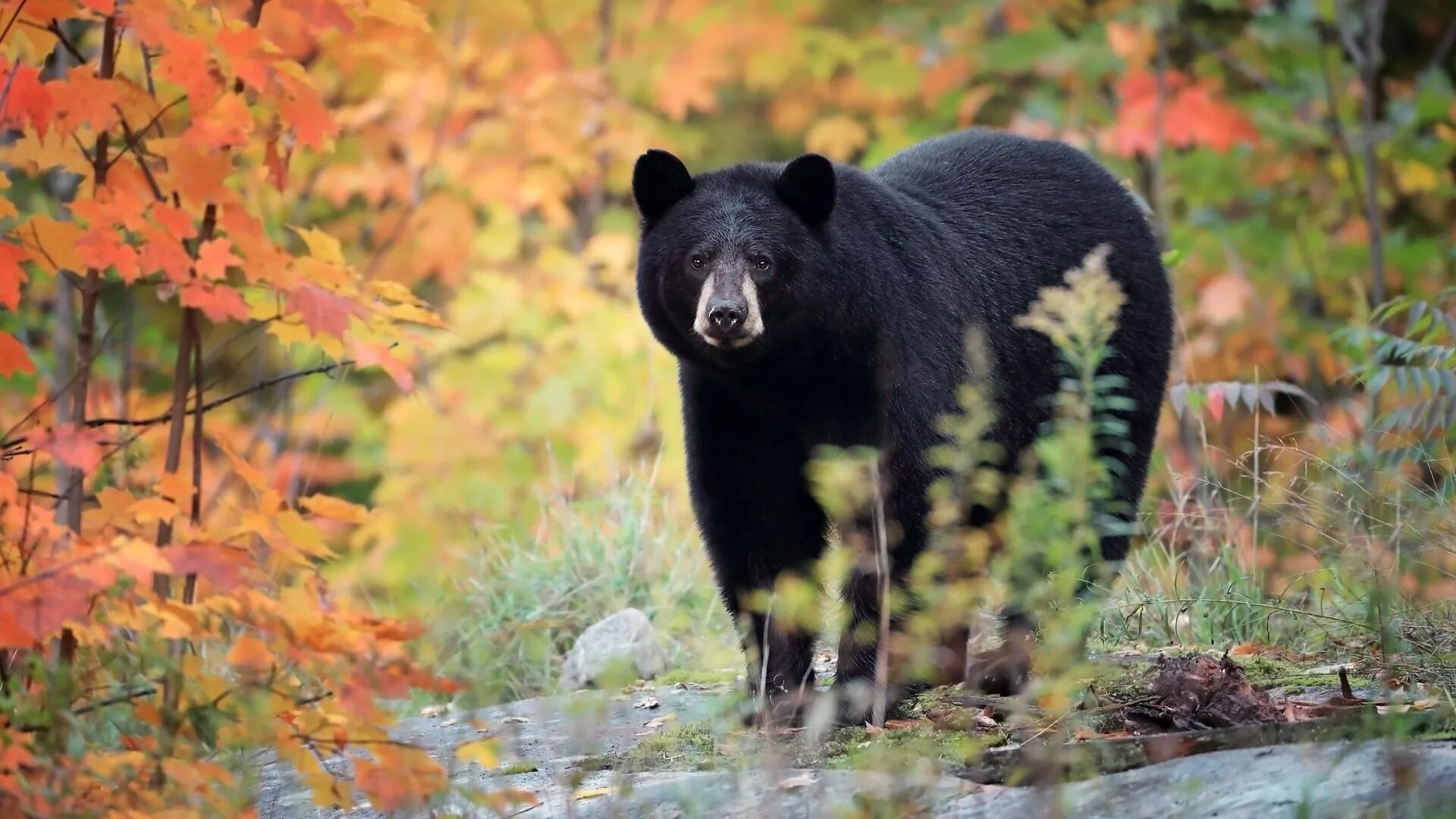 Bear during. Bear during. Каменногорск три медведя. Медведи дальнего востока россии. Медведь гризли.