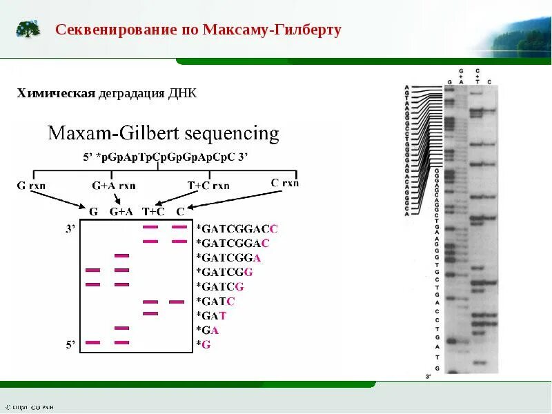 Метод секвенирования днк. Схема химического секвенирования ДНК. Секвенирование ДНК по Максаму и Гилберту. Метод максама-Гилберта секвенирования ДНК. Секвенирование химическим методом.