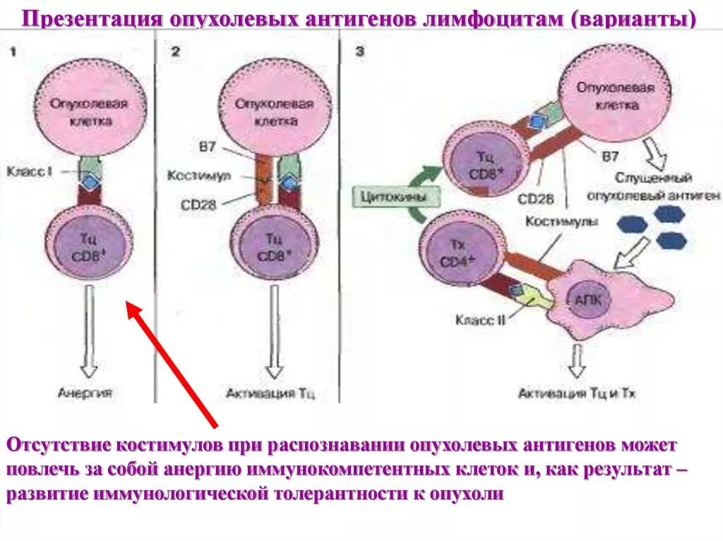 Экзогенные антигены. Схема презентации антигена лимфоцитам. Противоопухолевый иммунитет лимфоциты. Распознавание антигена т-лимфоцитами схема. Презентация антигена иммунология.