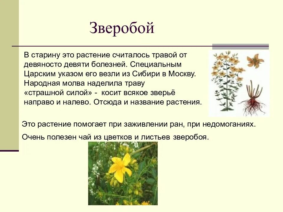 Текст зверопой. Зверобой информация о растении. Зверобой растение. Зверобой описание растения. Текст зверопой.