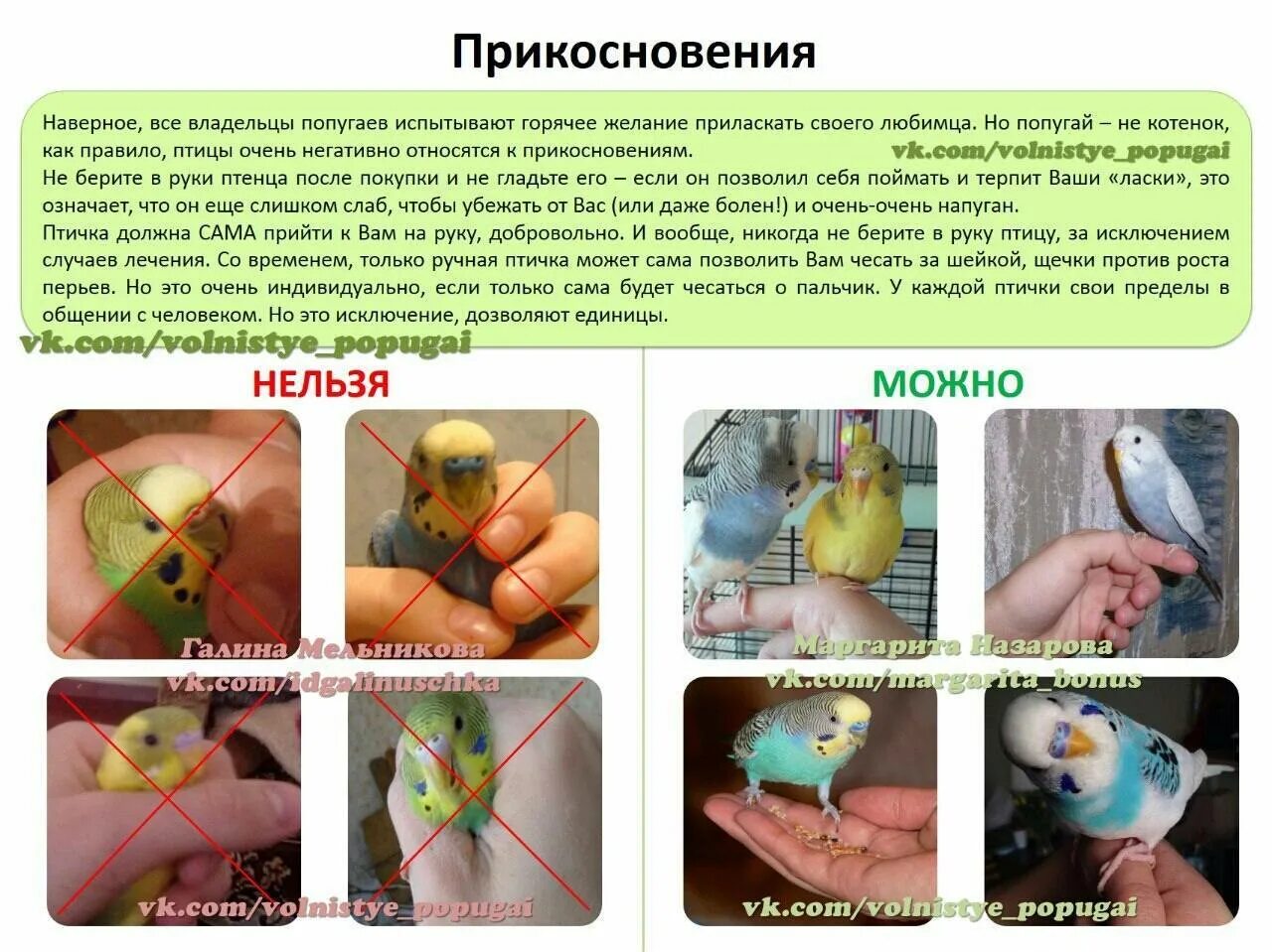 Можно ли попугаю черешню