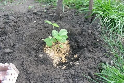 Грунт под посадку клубники