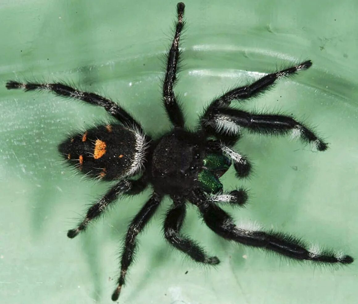 Черный паук хорошо. Phidippus Audax (паук-скакун). Изумрудные пауки-скакуны. Паук скакунчик черный. Паук изумрудный прыгун.