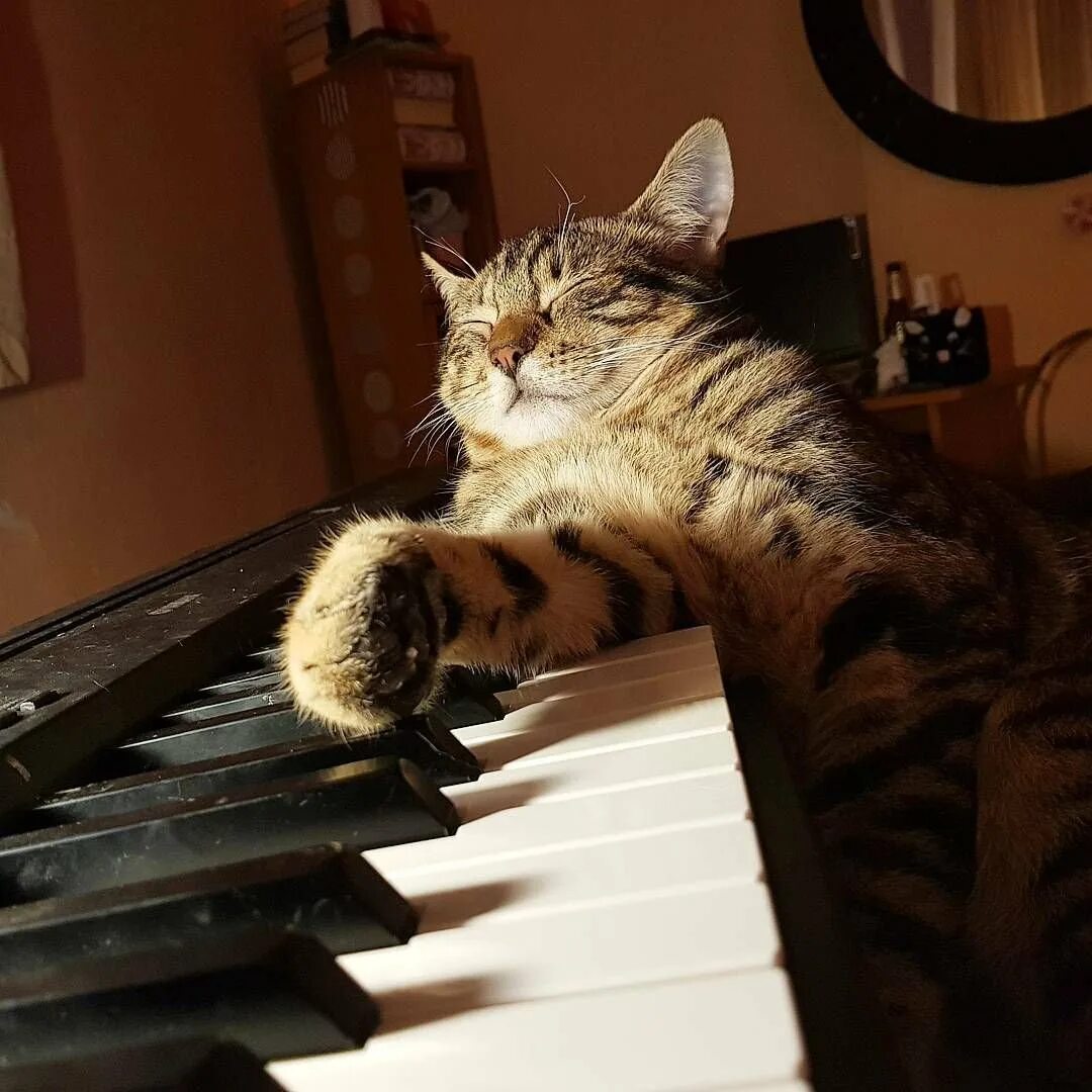 Музыкальный кот. Кот пианист. кот на пианино. кошка на пианино. коты с пианино.