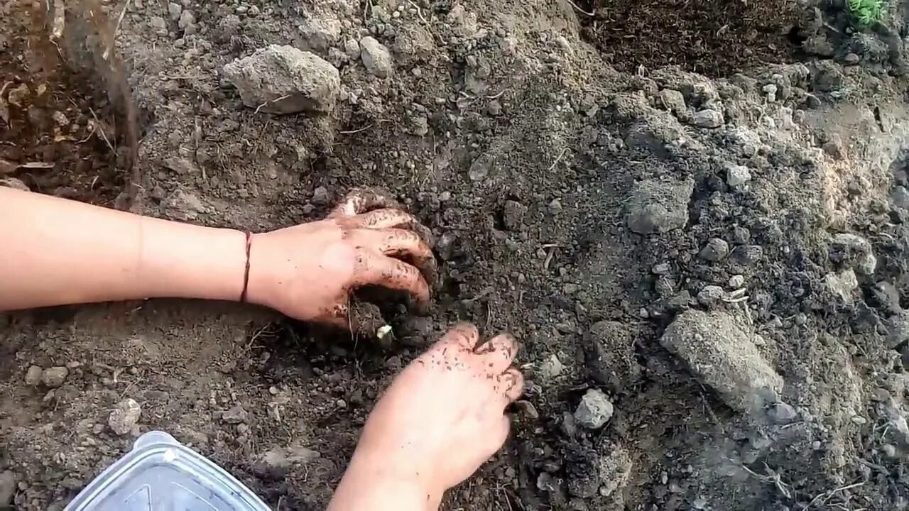 Посадка дыни в открытый грунт семенами весной. Посадка бахчевых в открытый грунт. посадка бахчи семенами в открытый грунт. посадка бахчи семенами в открытый. сажаем арбузы в открытый грунт семенами.