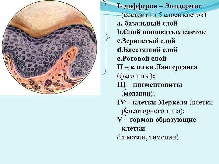 Диффероны эпителия. Диффероны кожного эпителия. диффероны эпидермиса строение. клеточный дифферон гистология. дифферон эпидермиса кожи.
