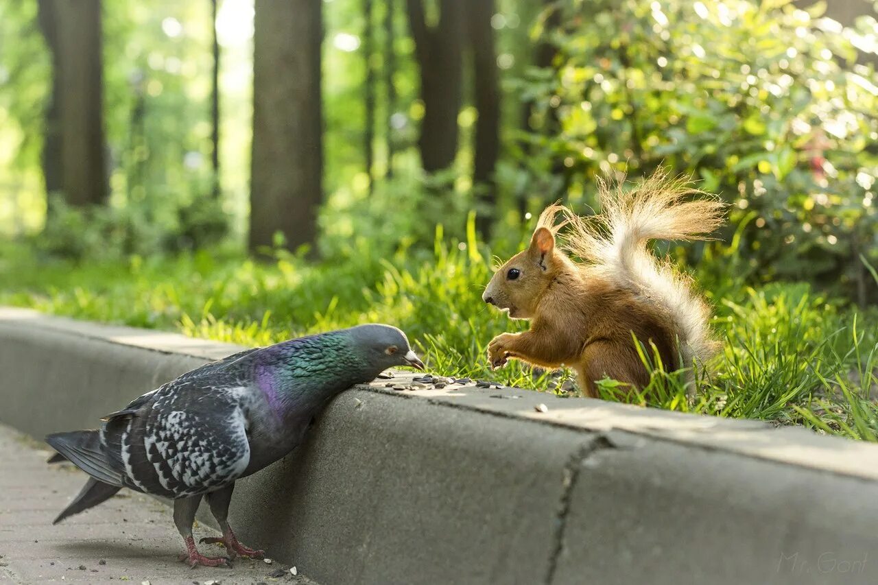 Фонтанчик с уточками детский. Утка белок. Утка белок. Довольная утка. Шуваловском парке есть белки.