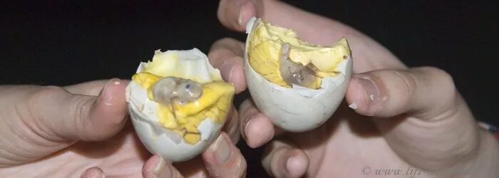 Можно ли из магазинного яйца. Птенец в яйце.