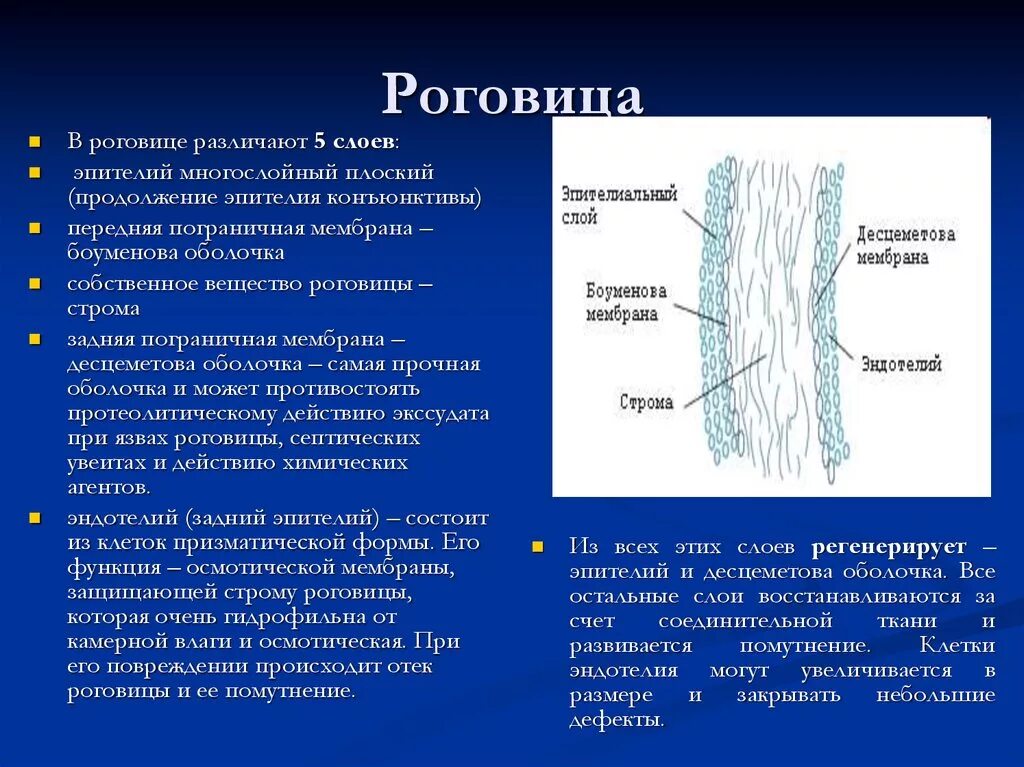 Иннервация роговой оболочки глаза. Строение роговицы. Роговица строение и функции. Слои роговицы. Роговица характеристика