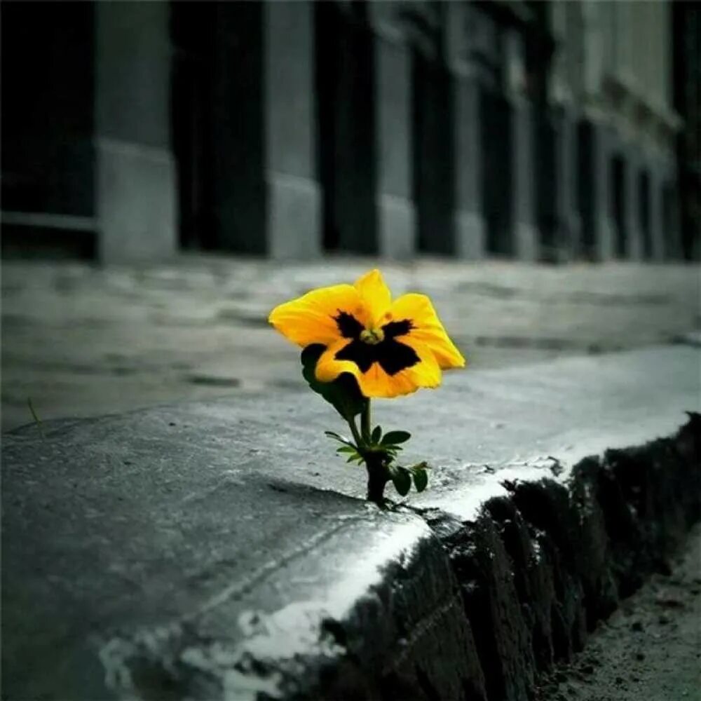 Открытка печаль. Грустный одинокий цветок. Цветы грусть. Ромашка пробивается сквозь асфальт. Цветочки из жизни.