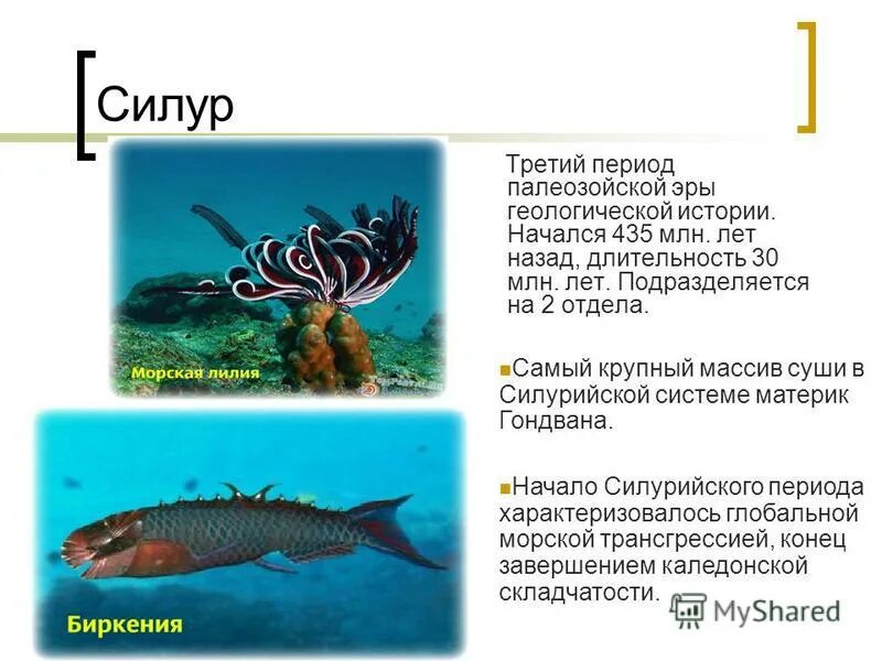 третий период палеозойской эры. эра силурийский период. третий период палеозойской эры. пермский период палеозойской эры животные. кембрийский ордовикский силурийский.