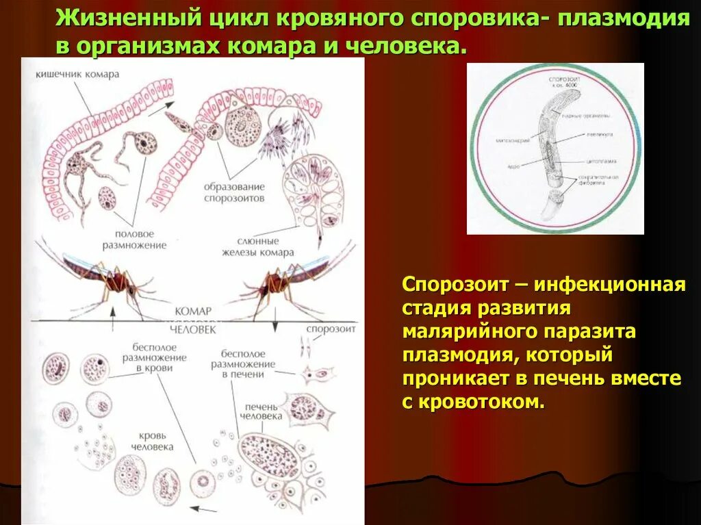 Как происходит заражение человека малярийным плазмодием. Спорозоит малярийного плазмодия. Кровяные Споровики строение. Структура малярийного плазмодия мерозоит. Цикл малярийного плазмодия биология.