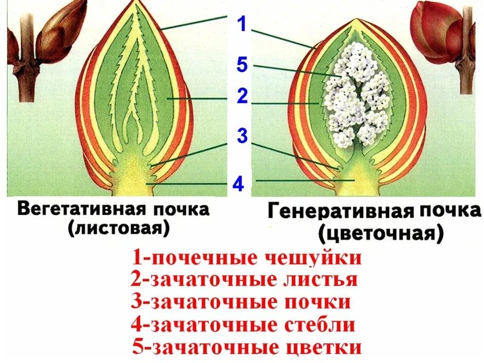 Какие виды почек