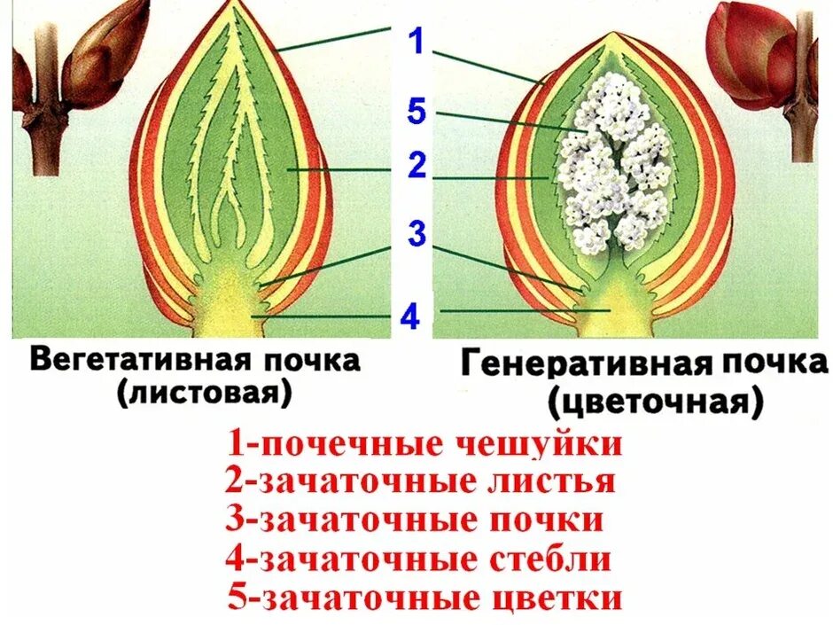 Строение вегетативной почки. Строение вегетативной и генеративной почки. Строение генеративной цветочной почки. Строение генеративной почки. Зачаточные генеративные почки