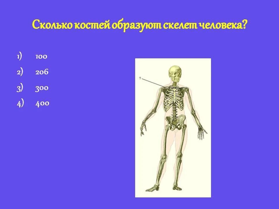 К добавочному скелету человека относятся. Сколько костей у человека. Костей в теле человека. Сколько костей в скелете. Кол-во костей в скелете человека.