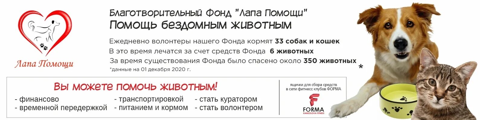 Лапа бф. Лапа двигателя ford transit. Помощь бездомным животным. Чайковский. Двигатель на лапах.