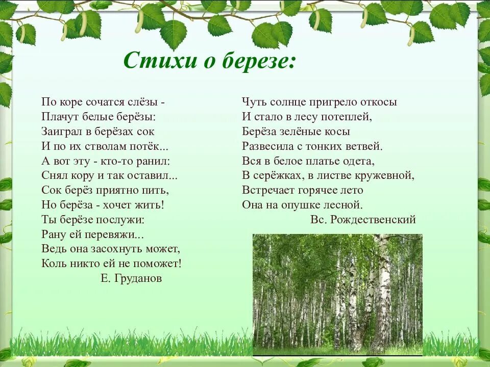 График работы березки. Стих про березу. Стихотворен про березуие. Берёзка стихотворение. Стихи о русской Березе.