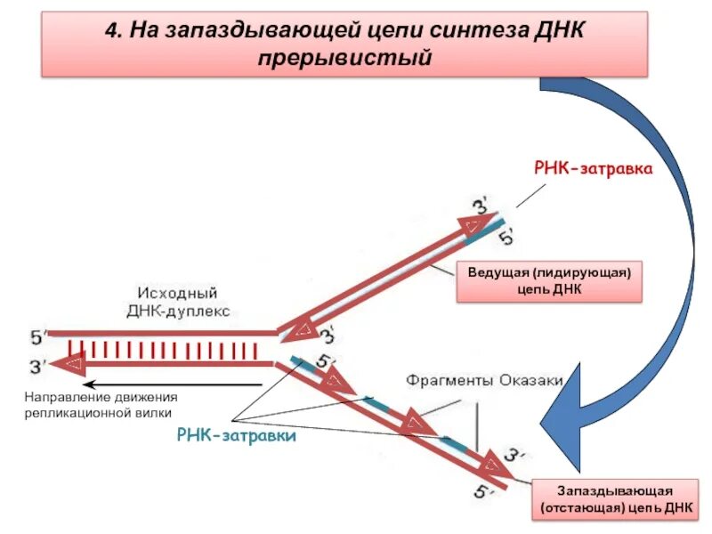 12 цепей днк. Репликация ДНК лидирующая и отстающая цепи. Репликация ДНК лидирующая цепь. Репликация ДНК на лидирующей цепи происходит. Репликационная вилка лидирующая цепь.