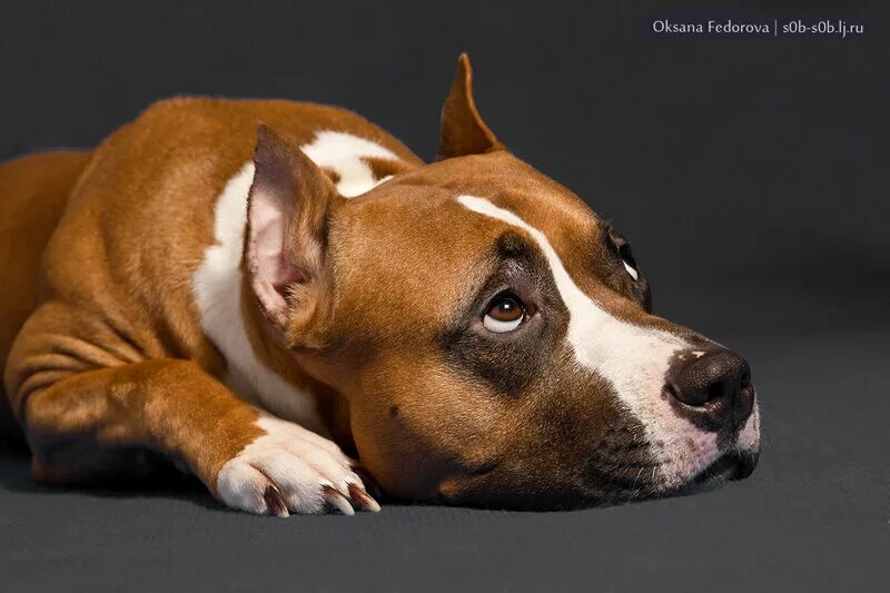 Екатерина собаки волгоград. Питомец у меня здесь. Американский стаффордширский терьер тайсон. Стаффордширский терьер песочный. Американский став терьер.