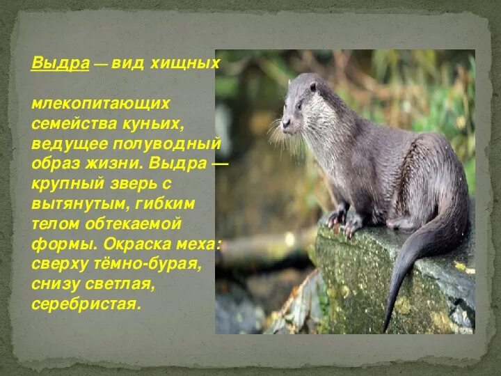 полуводные млекопитающие отряда грызунов. животные ведущие полуводный образ жизни. экологические группы млекопитающих водные. ). полуводные признаки.