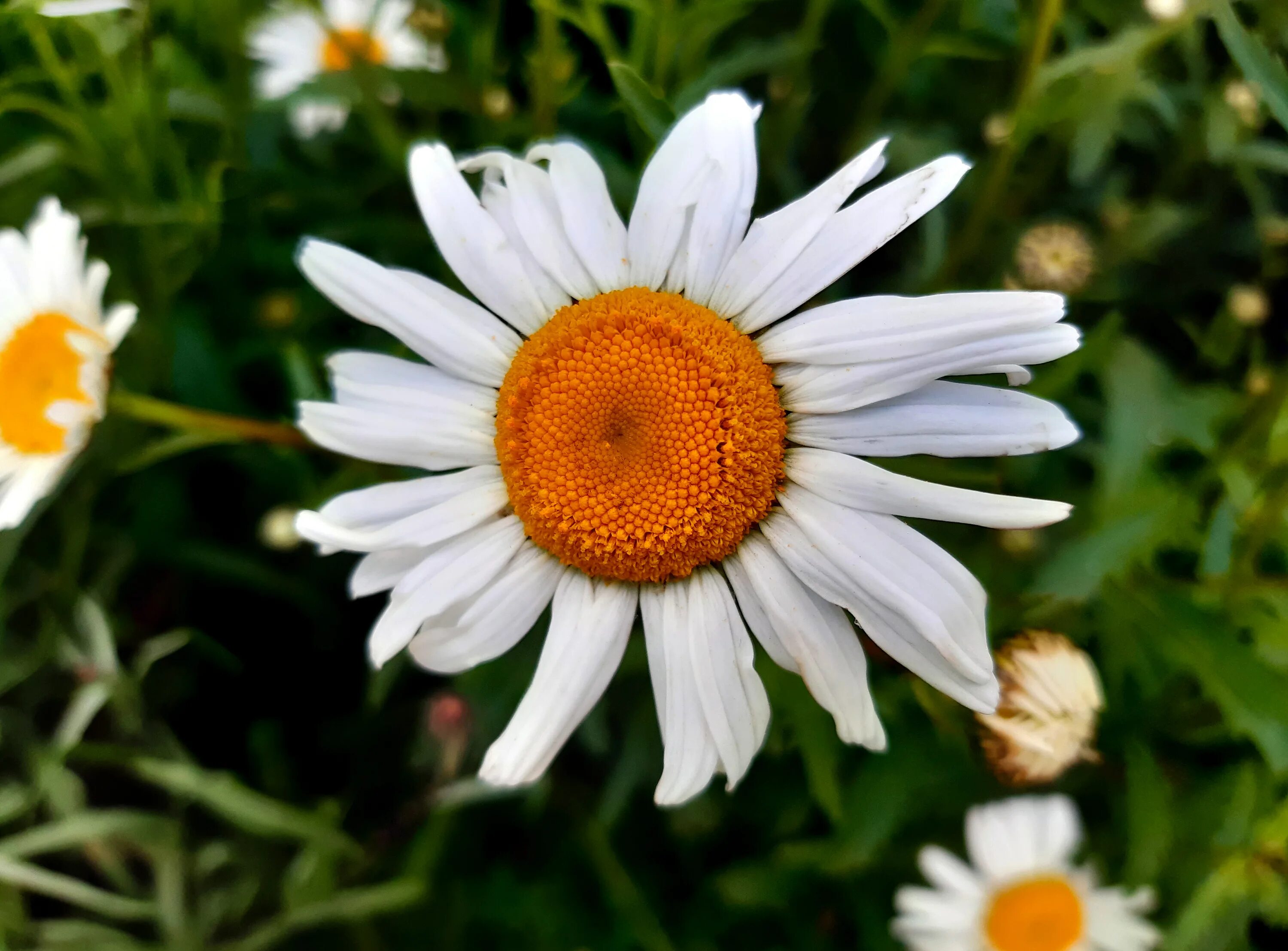 Мойчечак гули. Ромашки ночью. Сон белые ромашки. Букет из полевых ромашек. Ромашки на черном фоне.