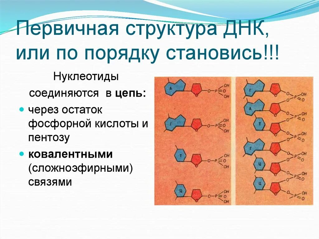 Вторичная цепь днк. Первичное строение ДНК. Строение первичной структуры ДНК. Первичная структура нуклеотидов ДНК. Первичная структура нуклеиновых кислот ДНК.