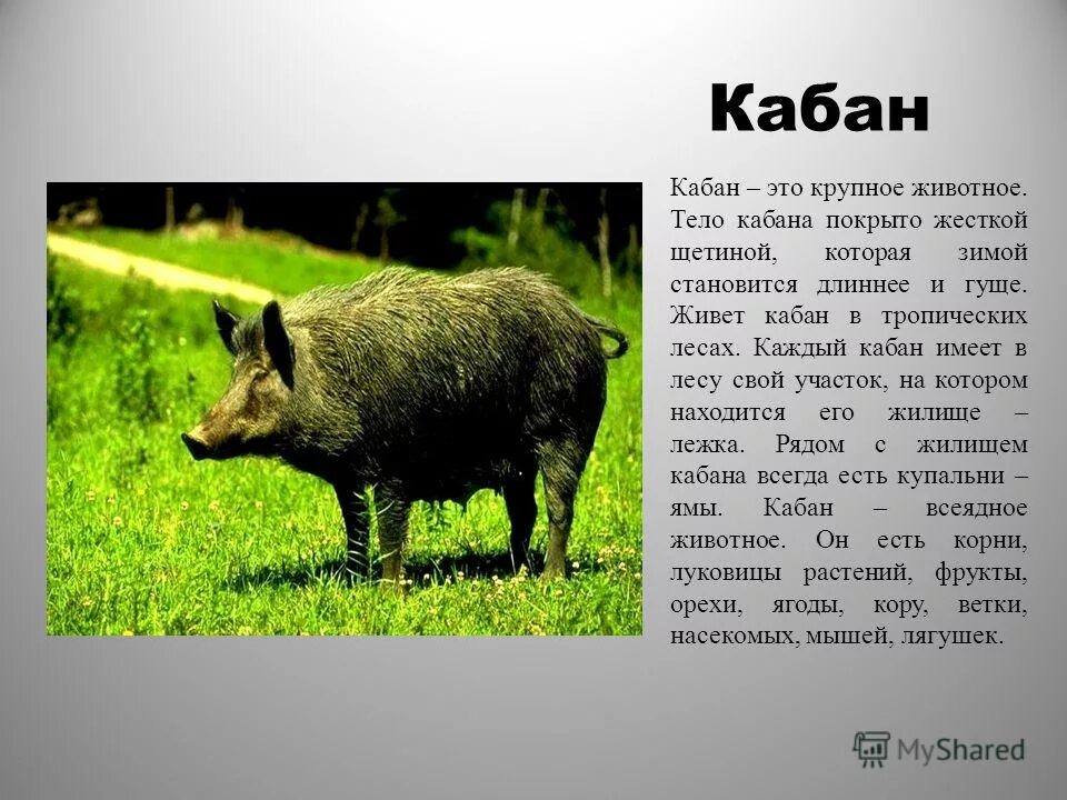 рассказ про зайца. доклад о диком кабане. рассказ про зайца. европейский дикий кролик. характеристика дикого животного.