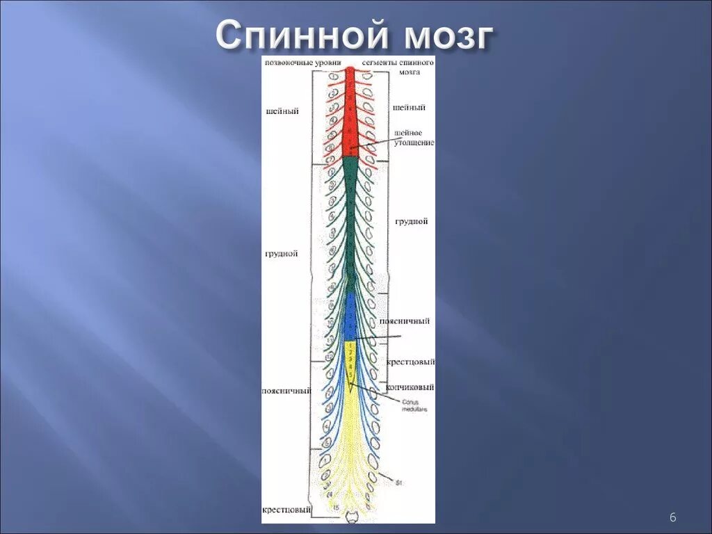 Спинной мозг входит в состав нервной системы. Строение спинного мозга физиология. Спинной мозг человека. Уровни спинного мозга. Структуры отдела спинного мозга.