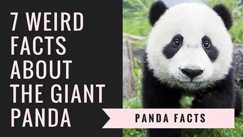 Pandas get