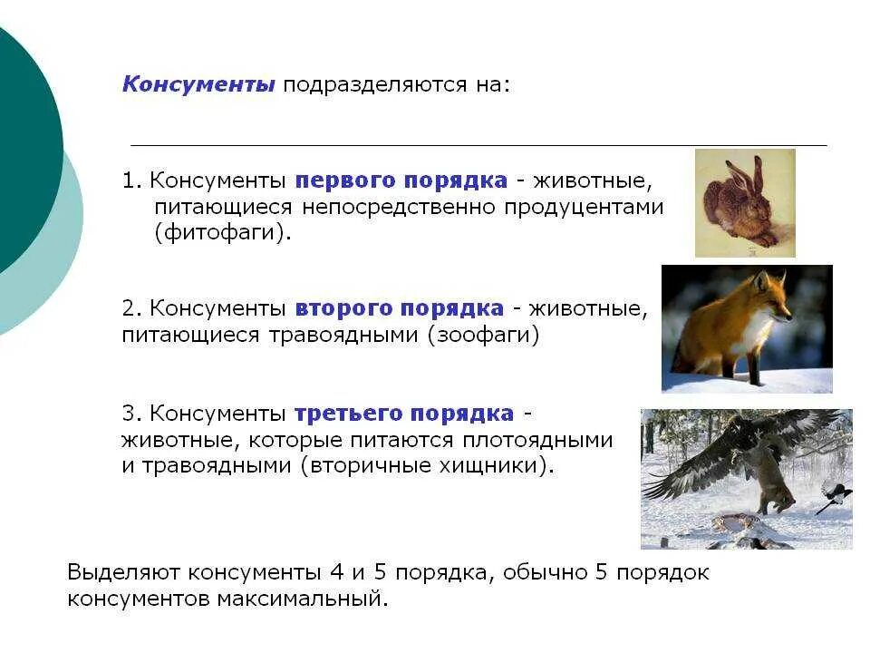 К продуцентам можно отнести