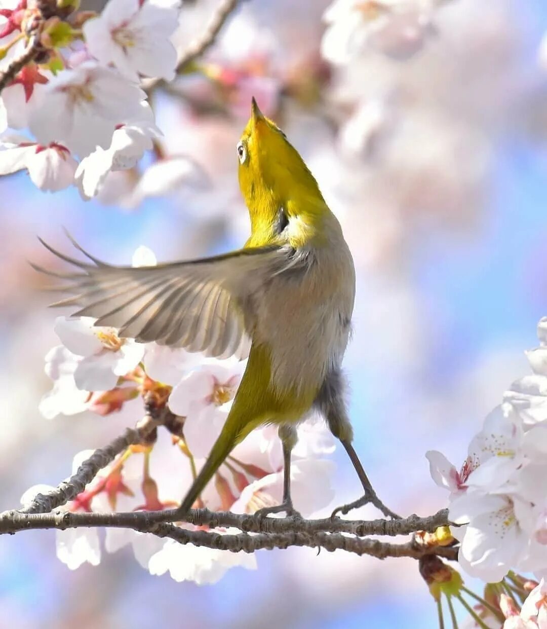 Птицы утром. Весна природа животные. Утро Весна птицы. Утро птицы солнце. Птицы радуются весне.