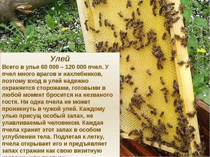 Пчела сколько меда за жизнь