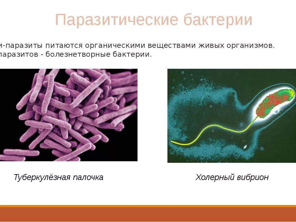 6 примеров бактерий. Туберкулезная палочка - бактерия-паразит. Бактерии паразиты примеры. Бактерии паразиты 6 класс биология. Холерный вибрион паразит.