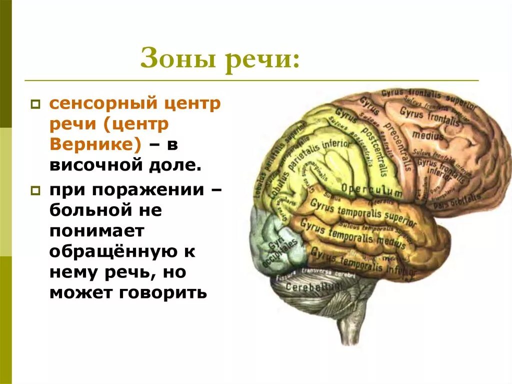 Какая зона в височной доле. Сенсорный центр речи (центр к. Вернике) расположен в:. Речевой центр Вернике в височной доле. Речевые зоны.