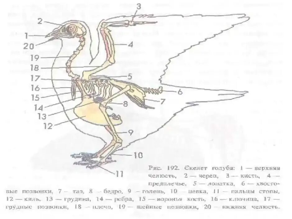 Скелет голубя биология 7 класс. Скелет сизого голубя. Рисунок строения скелета голубя. Строение скелета голубя