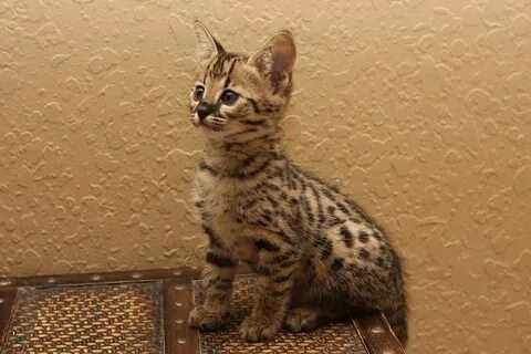Ашера из дагестана фото