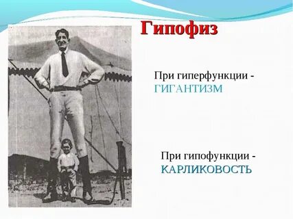 Гигантизм и карликовость