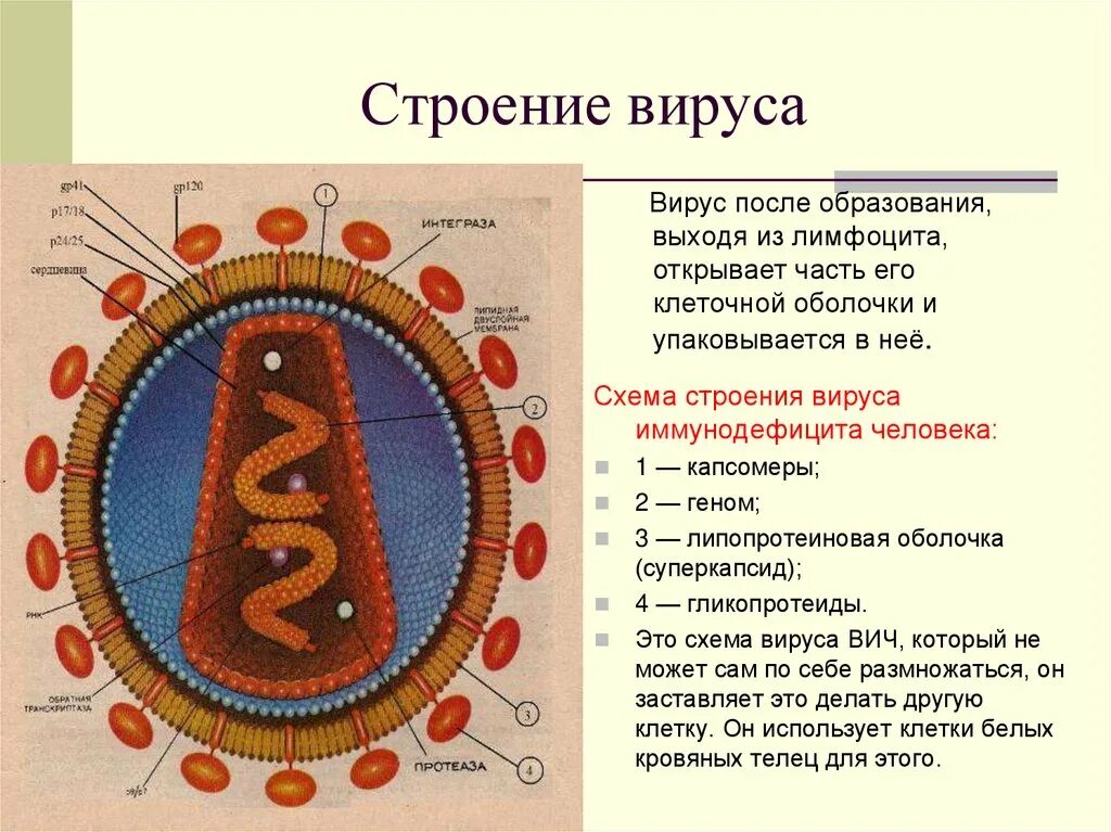 Схема строения вируса иммунодефицита человека. Строение вируса ВИЧ И СПИД. Структура вируса СПИД. Строение вируса ВИЧ. 4 строение вирусов