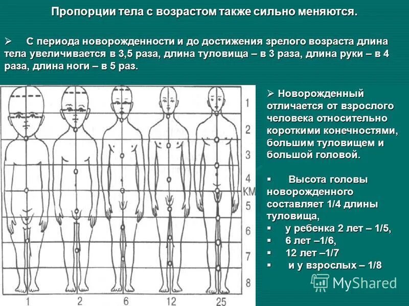 Длина рук составляет. Возрастные изменения пропорций тела. Пропорции тела в различные периоды. Изменение пропорций тела с возрастом. Изменение пропорций тела человека с возрастом.