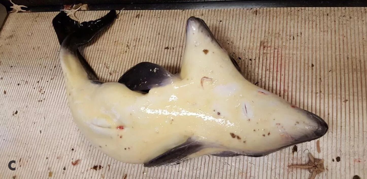 Рыба с двумя головами. Рыбы мутанты в реке волга. Глубоководная камбала. Детеныш акулы. Двухголовая белая акула.