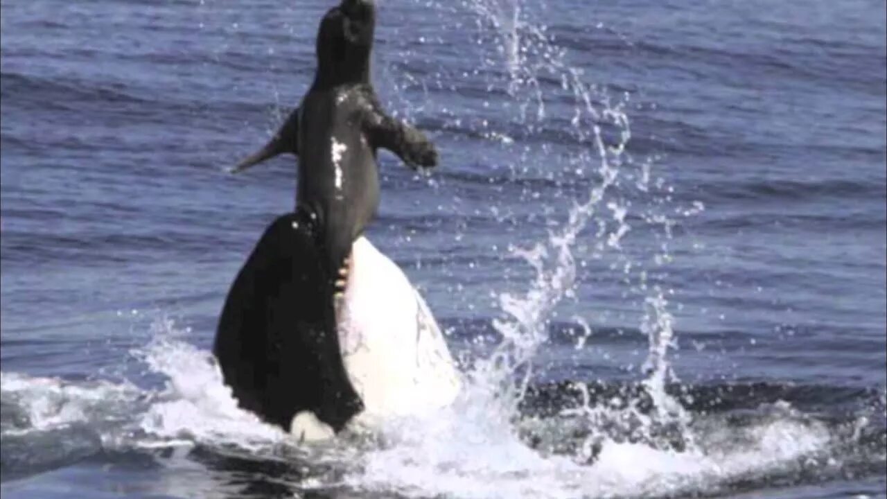 Пингвин касатка лодка. Морской леопард Касатка кит. Касатка охота на тюленей. Касатка охотится. Касатка охотится на тюленя.
