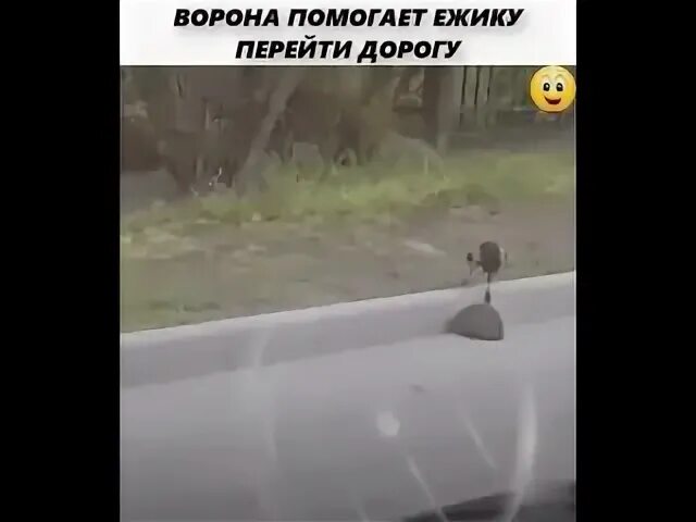 Ворон переводит ежика через дорогу