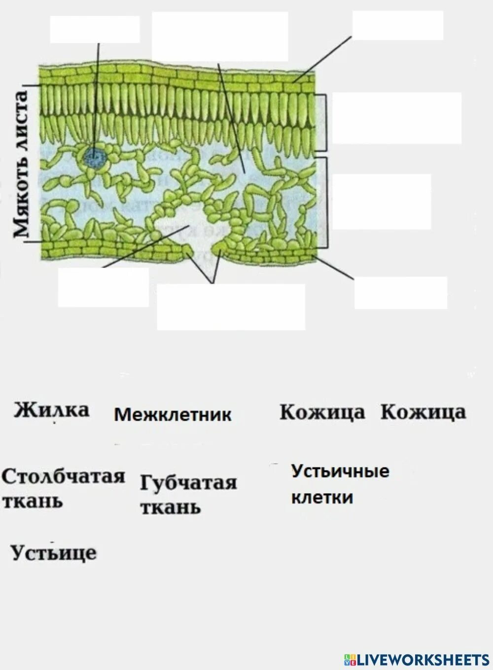 Мезофилл листа клетки. Схема внутреннего строения листа. Строение листа. Внутреннее строение листа. Внутренне строение листа.