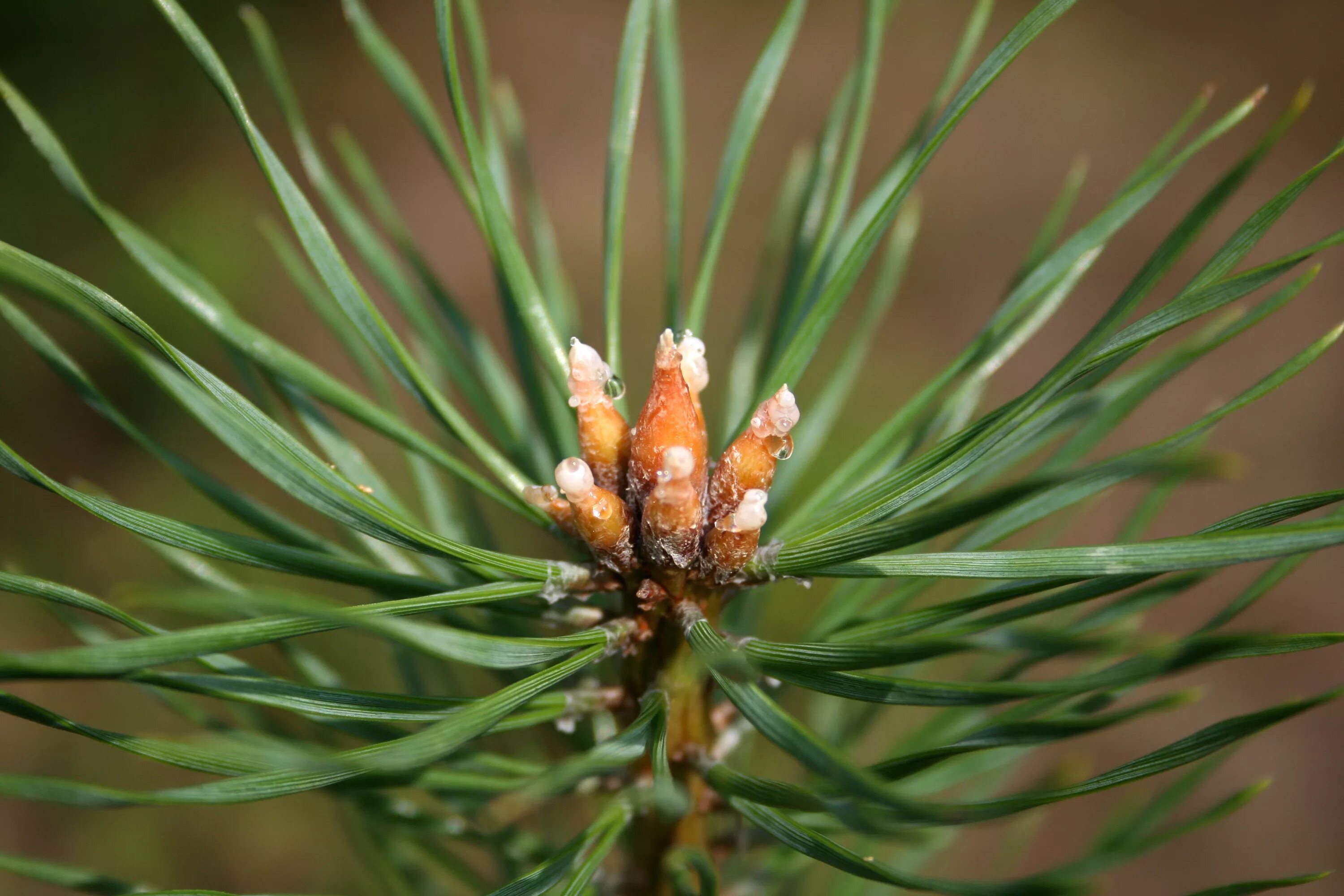 Пинус Сильвестрис. Сосна обыкновенная Pinus Sylvestris l. Сосна обыкновенная (Pinus Sylvestris) хвоя. Pinus Sylvestris почки. Сосновые порядок хвойные