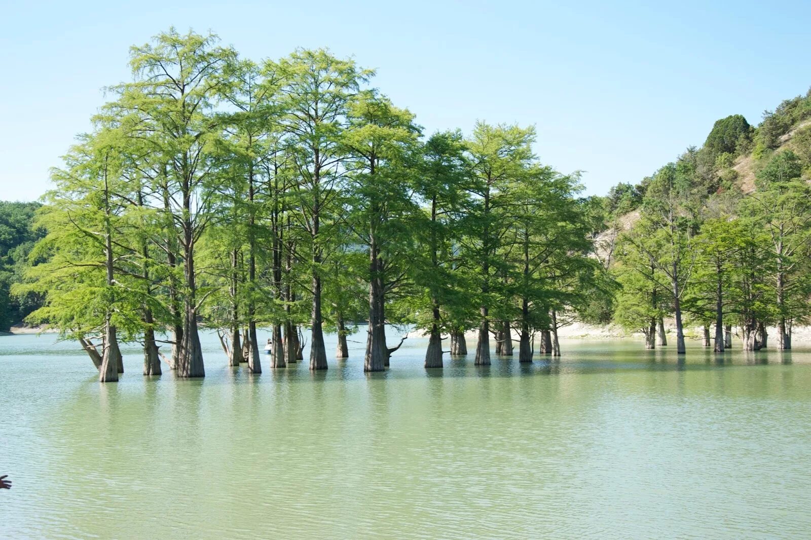Где деревья в воде
